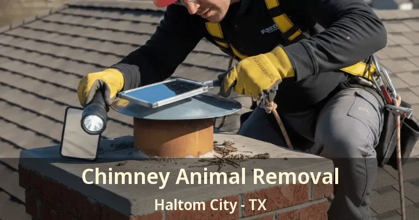 Chimney Animal Removal Haltom City - TX